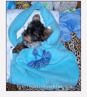 Precious Tiny Yorkie Puppy