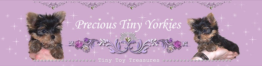 home of teacup toy tiny puppies yorkies yorkshire terrier