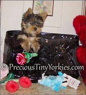 Yorkie Puppy Pocket Book