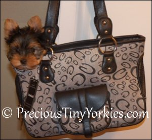 Puppy Yorkie Pocketbook