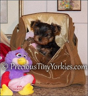 Yorkie Pocketbook Purse