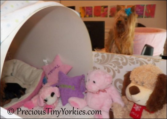 tiny yorkie puppies in a bassinet
